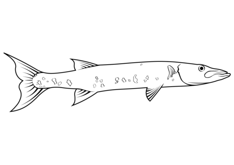 Great Barracuda (Sphyraena Barracuda) Coloring Page